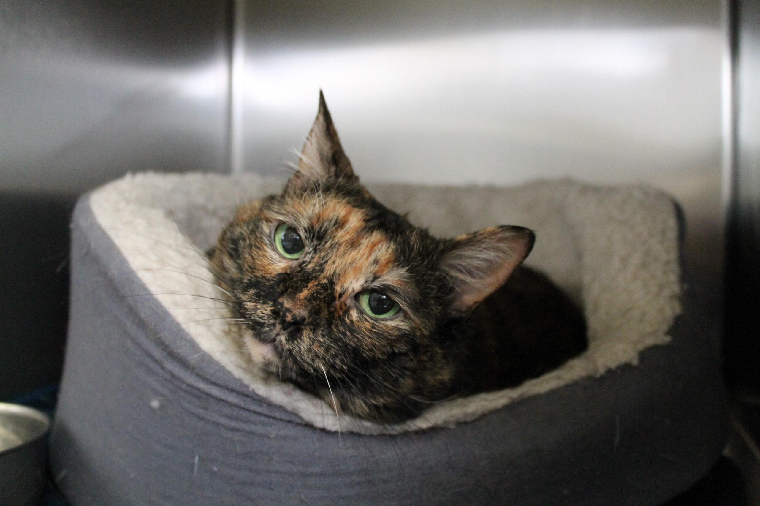 Latte, Adoptable, Senior Female Domestic Short Hair.