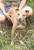 Itty Bitty, a ADOPTABLE mixed breed in Olympia, WA image 2/4