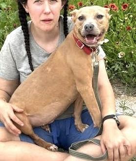 Itty Bitty, ADOPTABLE, Young Female American Staffordshire Terrier.