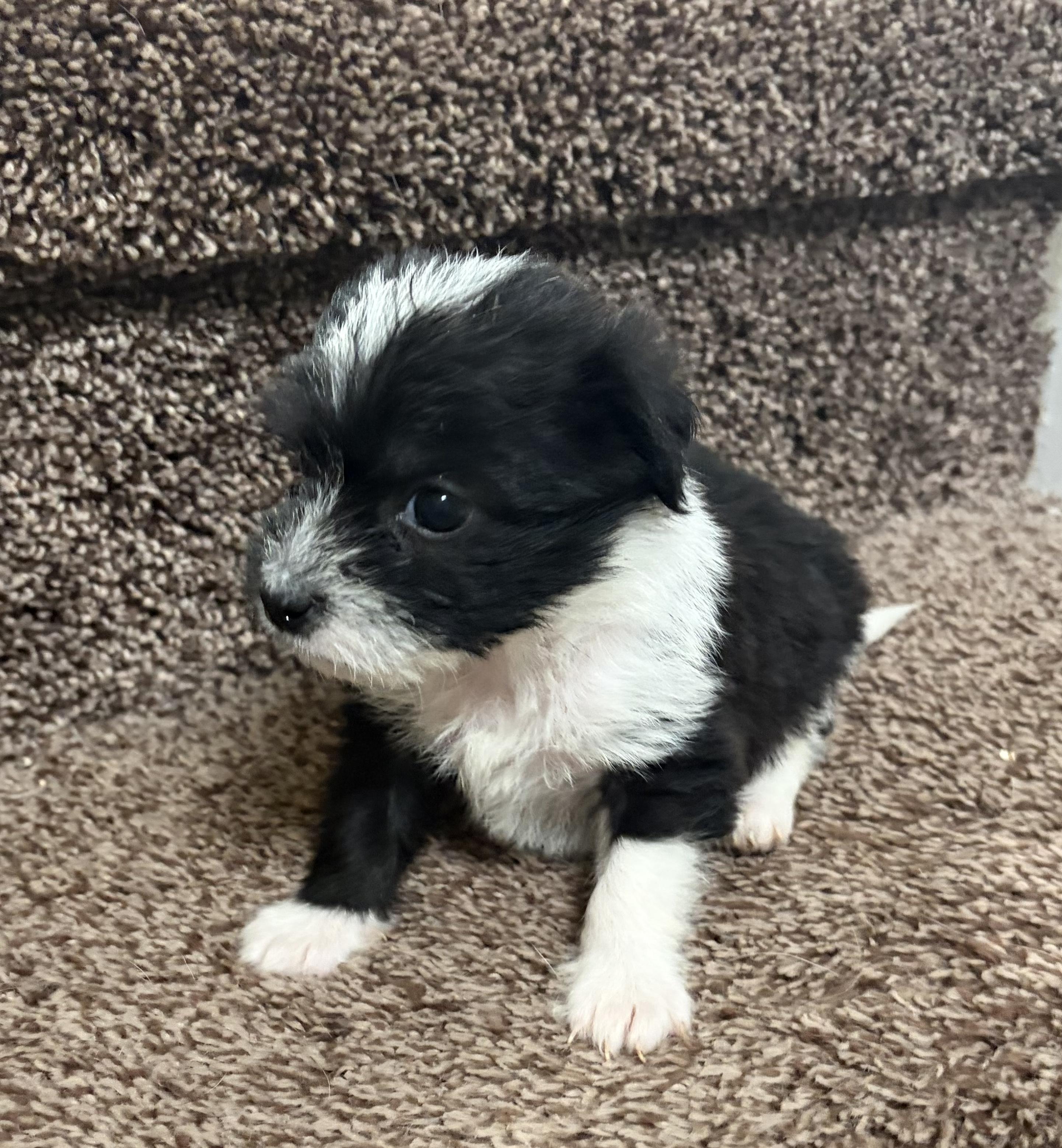 Enlarge Starsky, an adopted mixed breed in Penryn, CA image 5/5