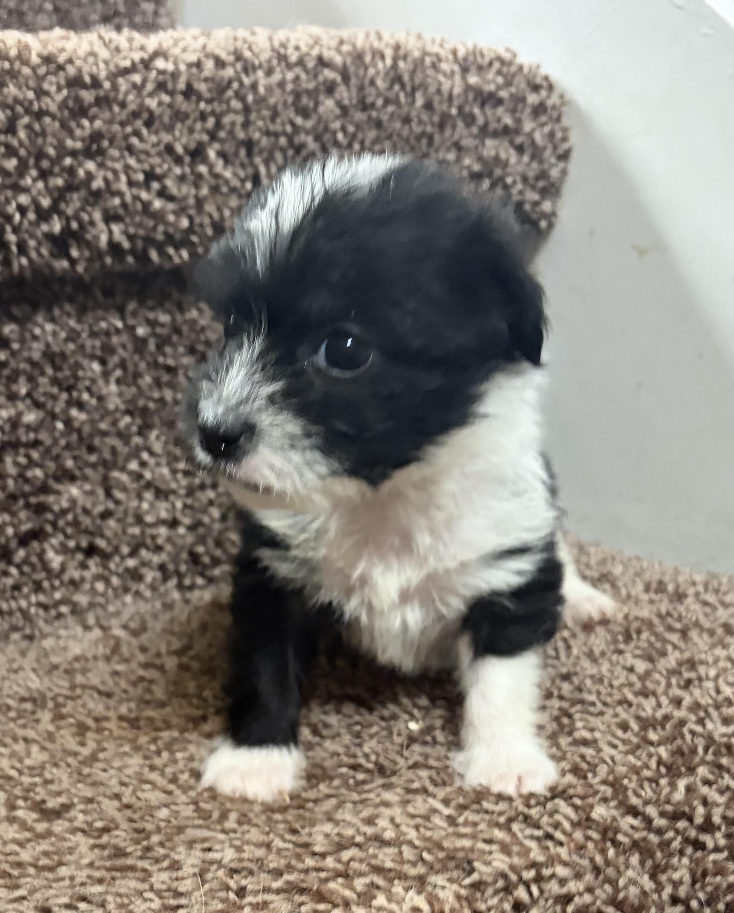 Enlarge Starsky, an adopted mixed breed in Penryn, CA image 3/5