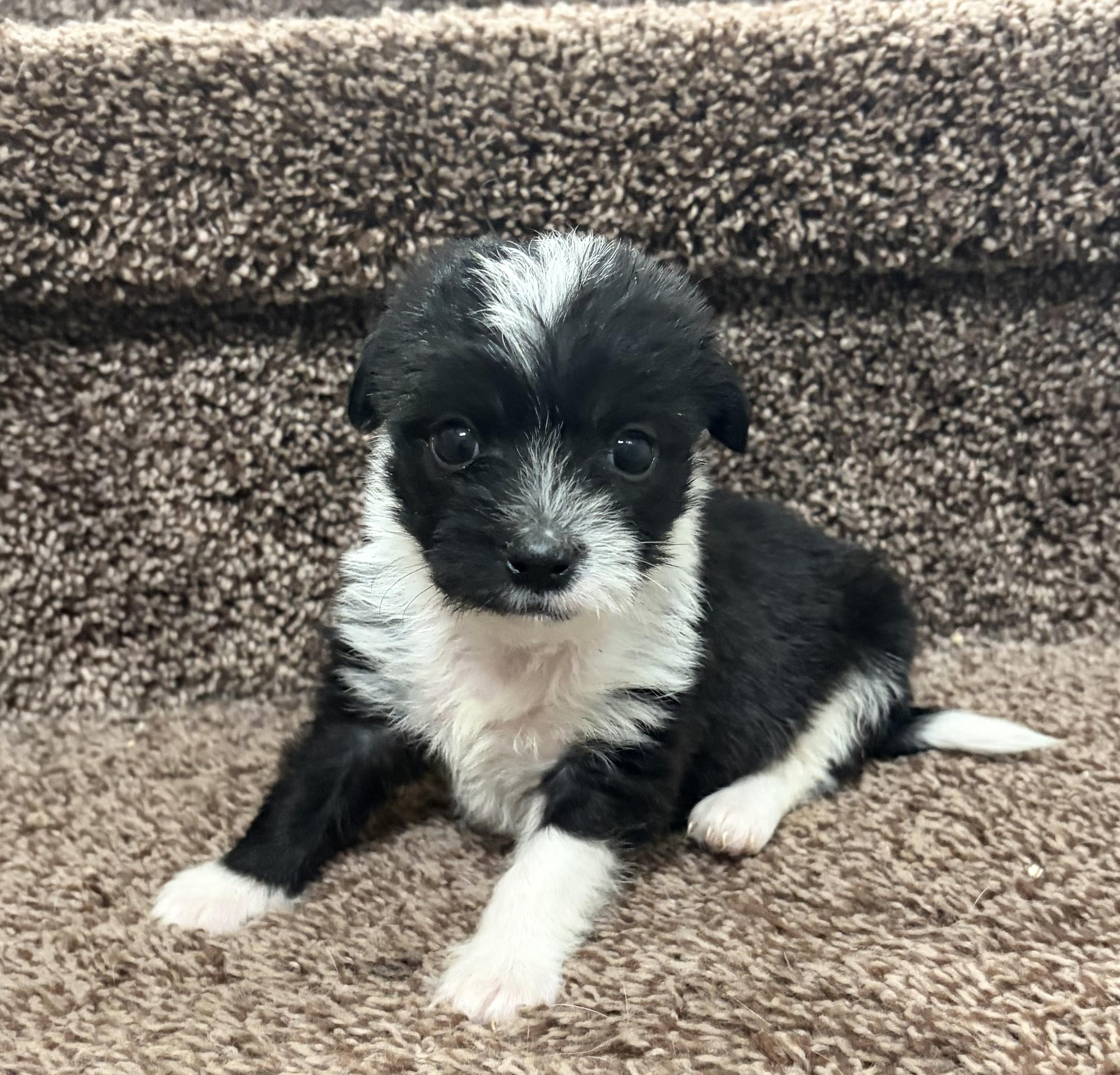 Enlarge Starsky, an adopted mixed breed in Penryn, CA image 1/5