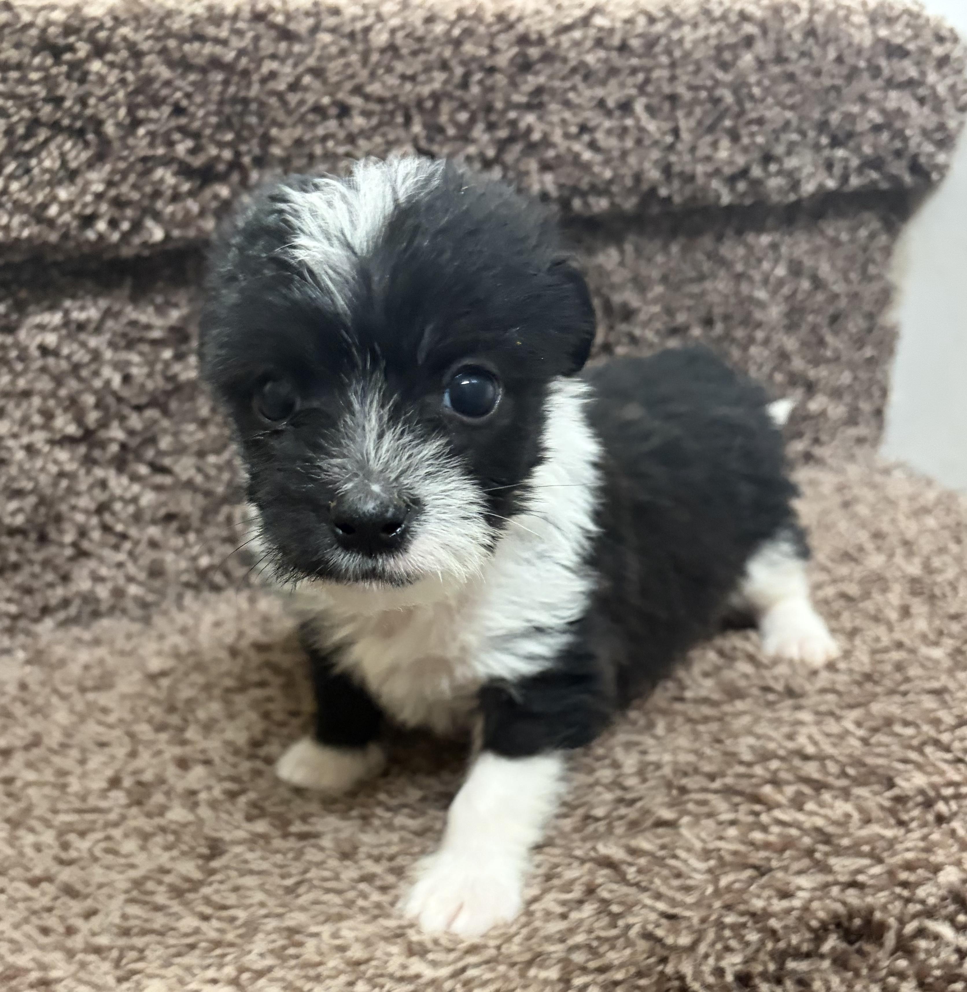 Enlarge Starsky, an adopted mixed breed in Penryn, CA image 4/5