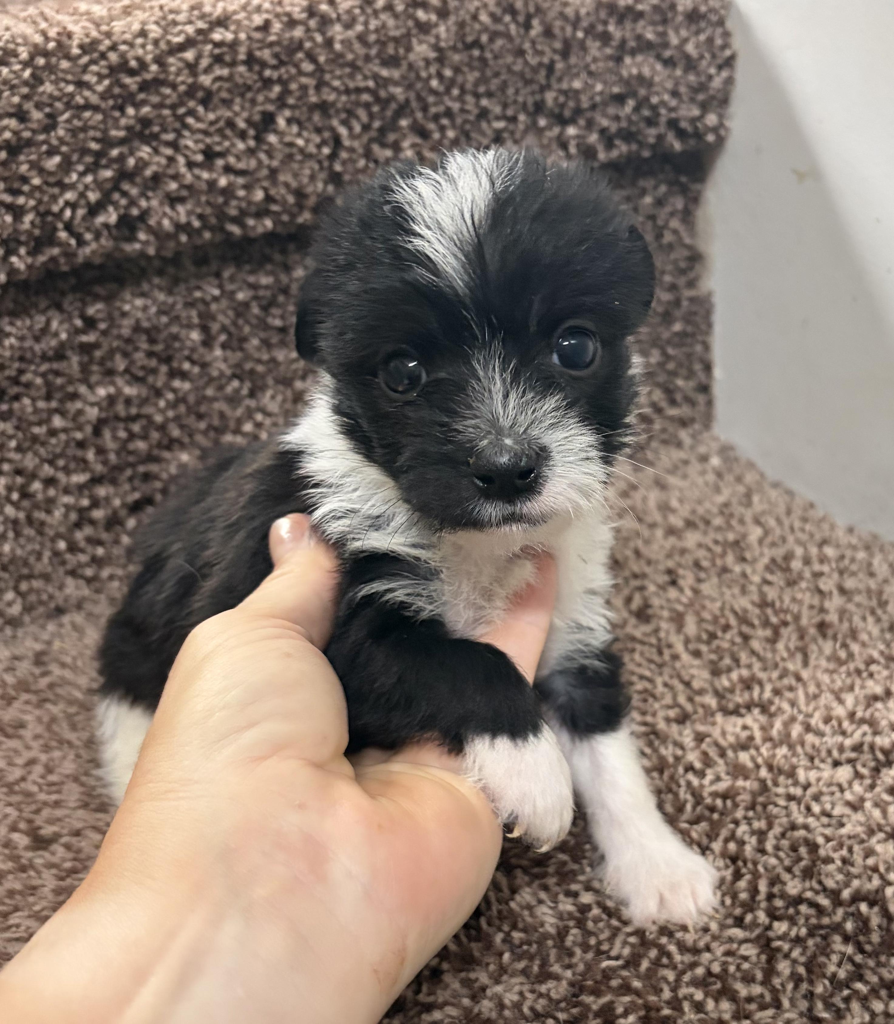 Enlarge Starsky, an adopted mixed breed in Penryn, CA image 2/5