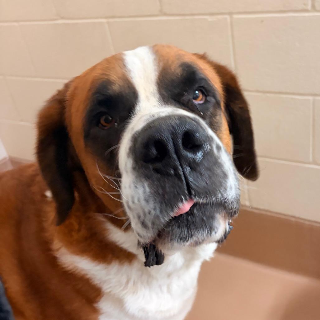 Enlarge Duke, a Adoptable Saint Bernard in Reno, NV image 1/6