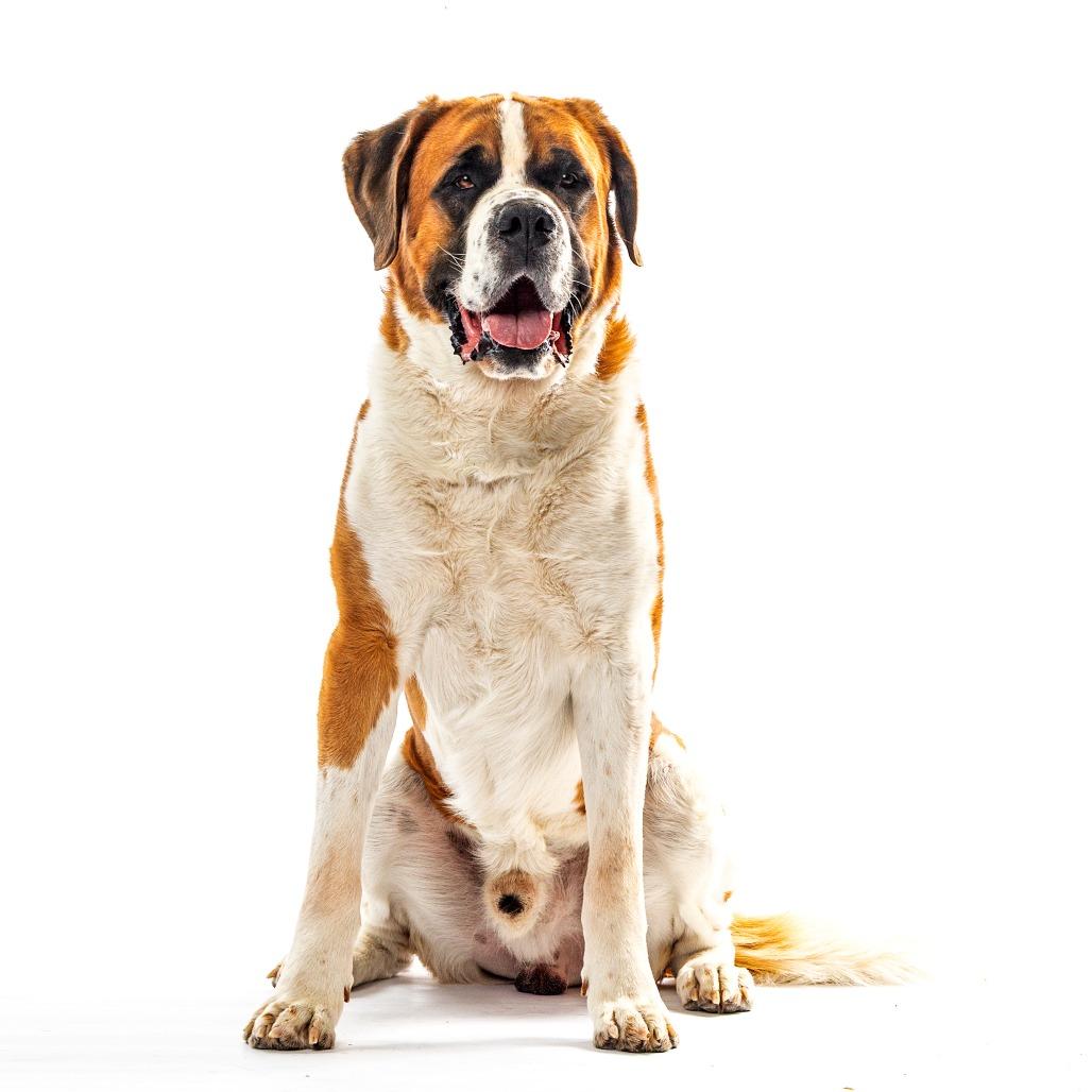 Enlarge Duke, a Adoptable Saint Bernard in Reno, NV image 2/6