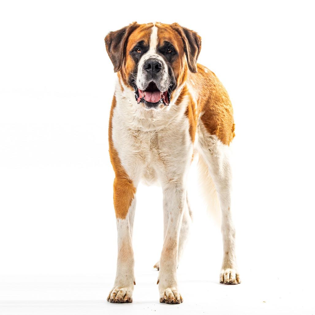 Enlarge Duke, a Adoptable Saint Bernard in Reno, NV image 3/6