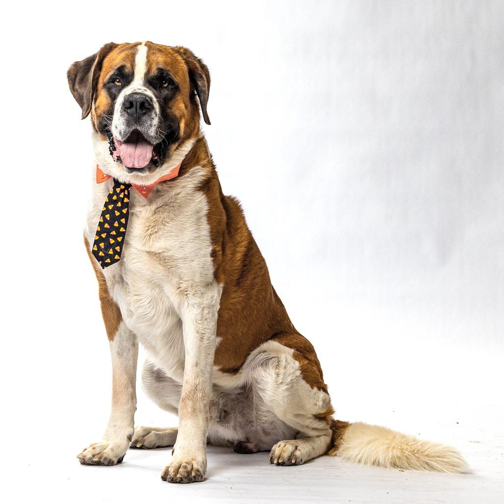 Enlarge Duke, a Adoptable Saint Bernard in Reno, NV image 4/6