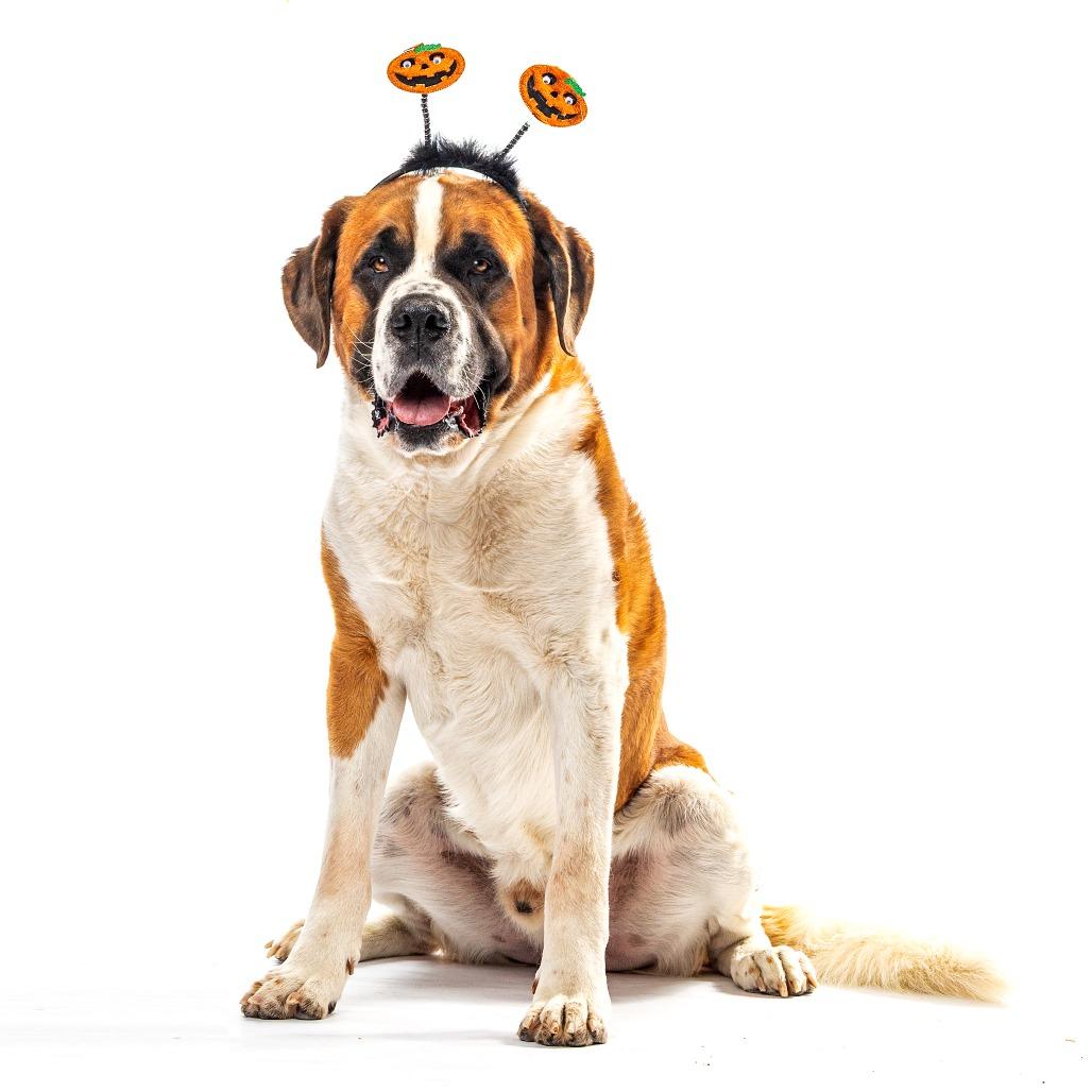 Enlarge Duke, a Adoptable Saint Bernard in Reno, NV image 5/6