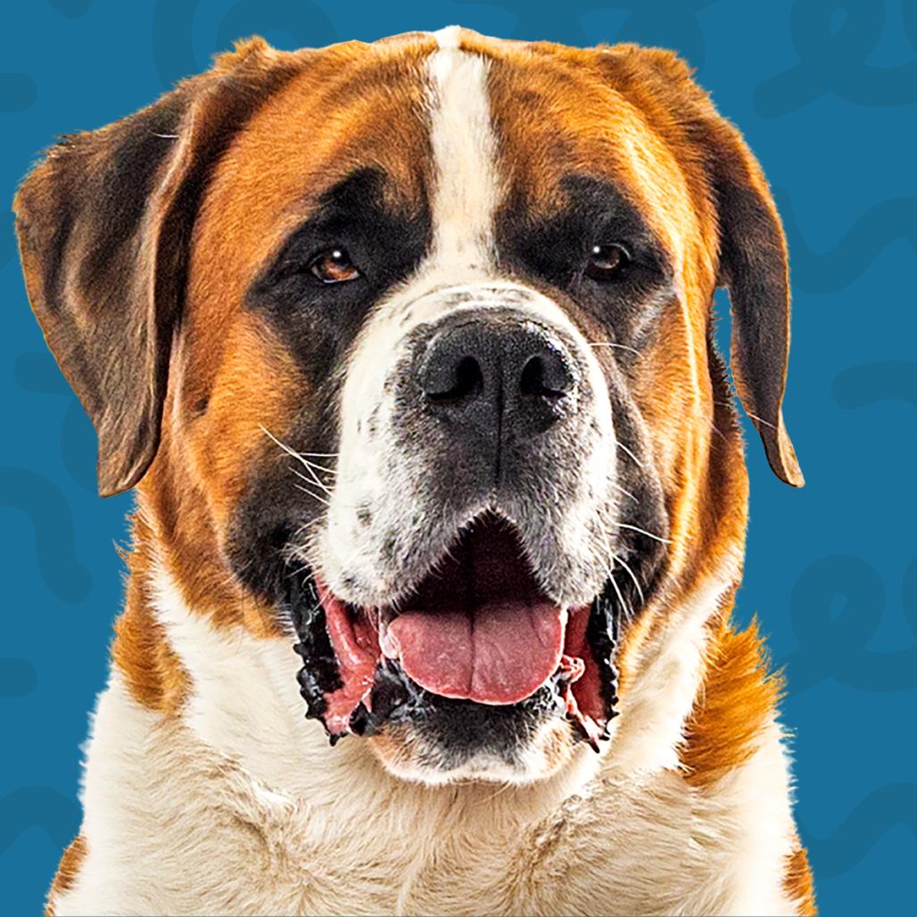 Enlarge Duke, a Adoptable Saint Bernard in Reno, NV image 6/6