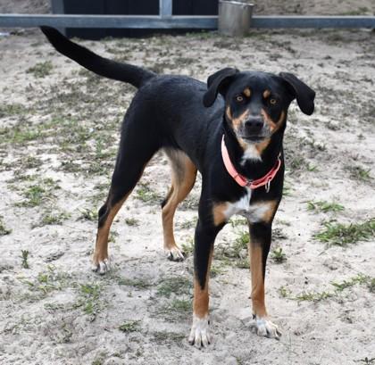 Enlarge Bogo, a ADOPTABLE mixed breed in Inverness, FL image 1/3