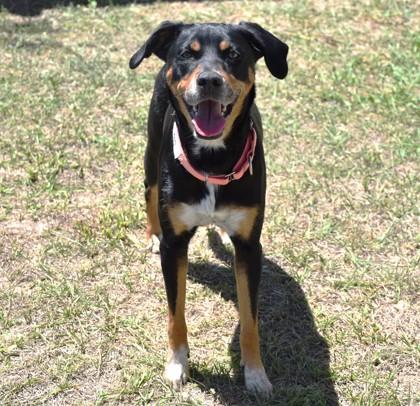 Enlarge Bogo, a ADOPTABLE mixed breed in Inverness, FL image 3/3