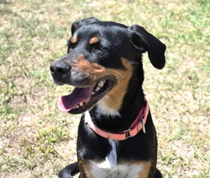 Enlarge Bogo, a ADOPTABLE mixed breed in Inverness, FL image 2/3