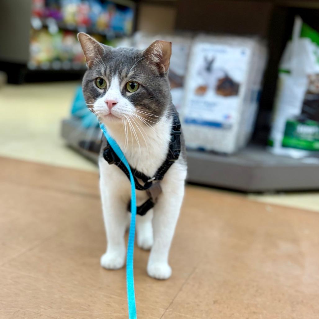 Levi, Adoptable, Young Male Domestic Short Hair.