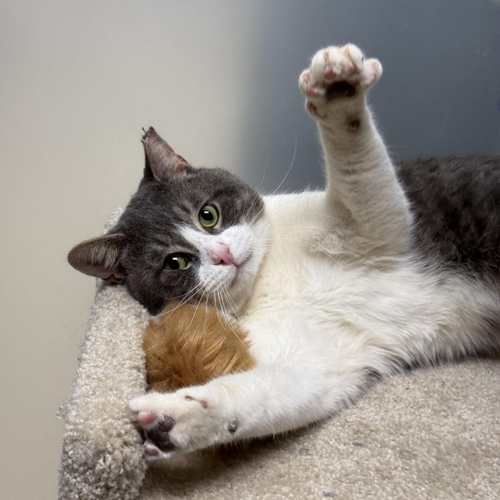 Enlarge Levi, a Adoptable Domestic Short Hair in Atlanta, GA image 3/3