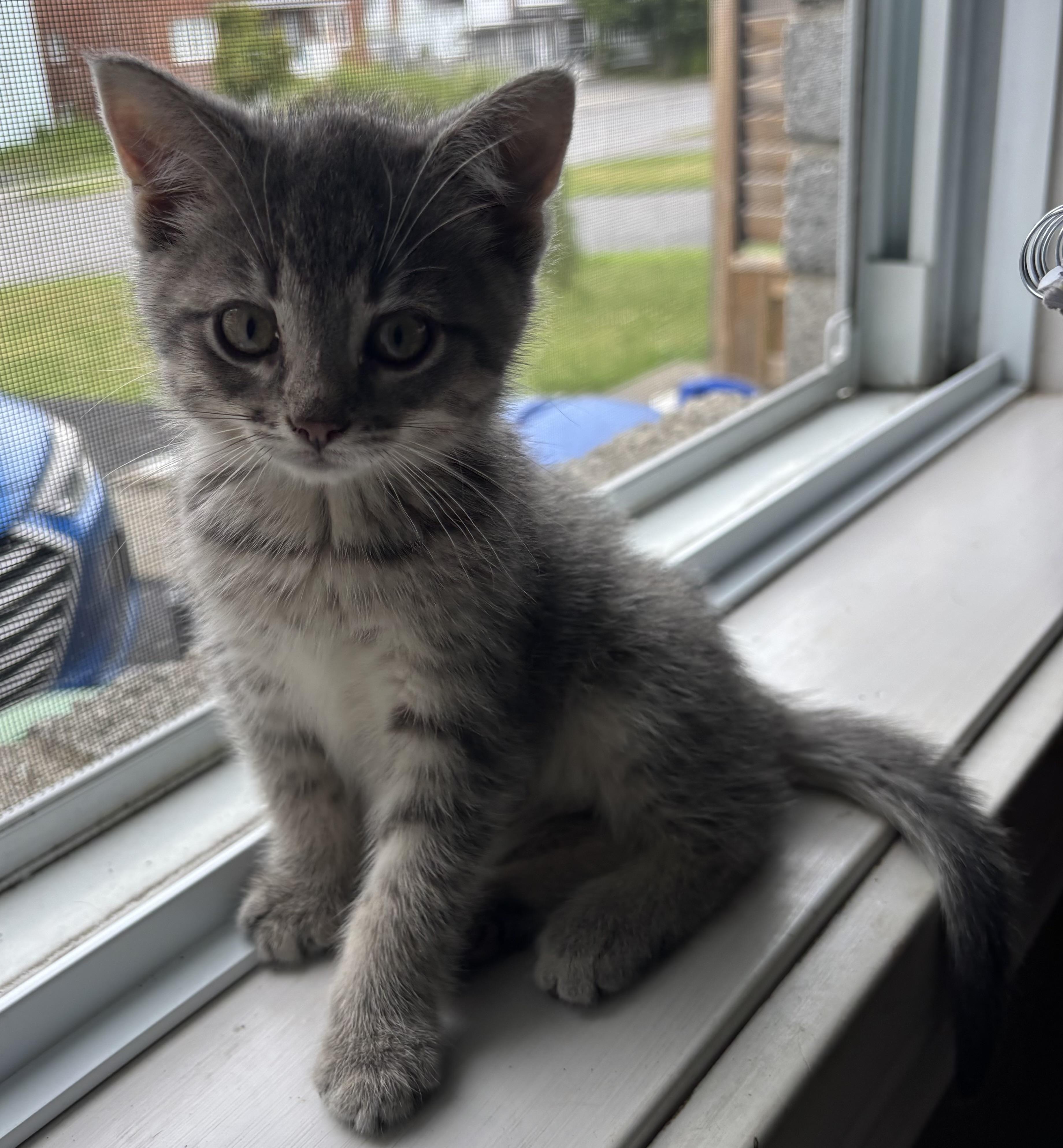 Pippin, a Adoptable Domestic Short Hair in Cornwall, ON image 2/6