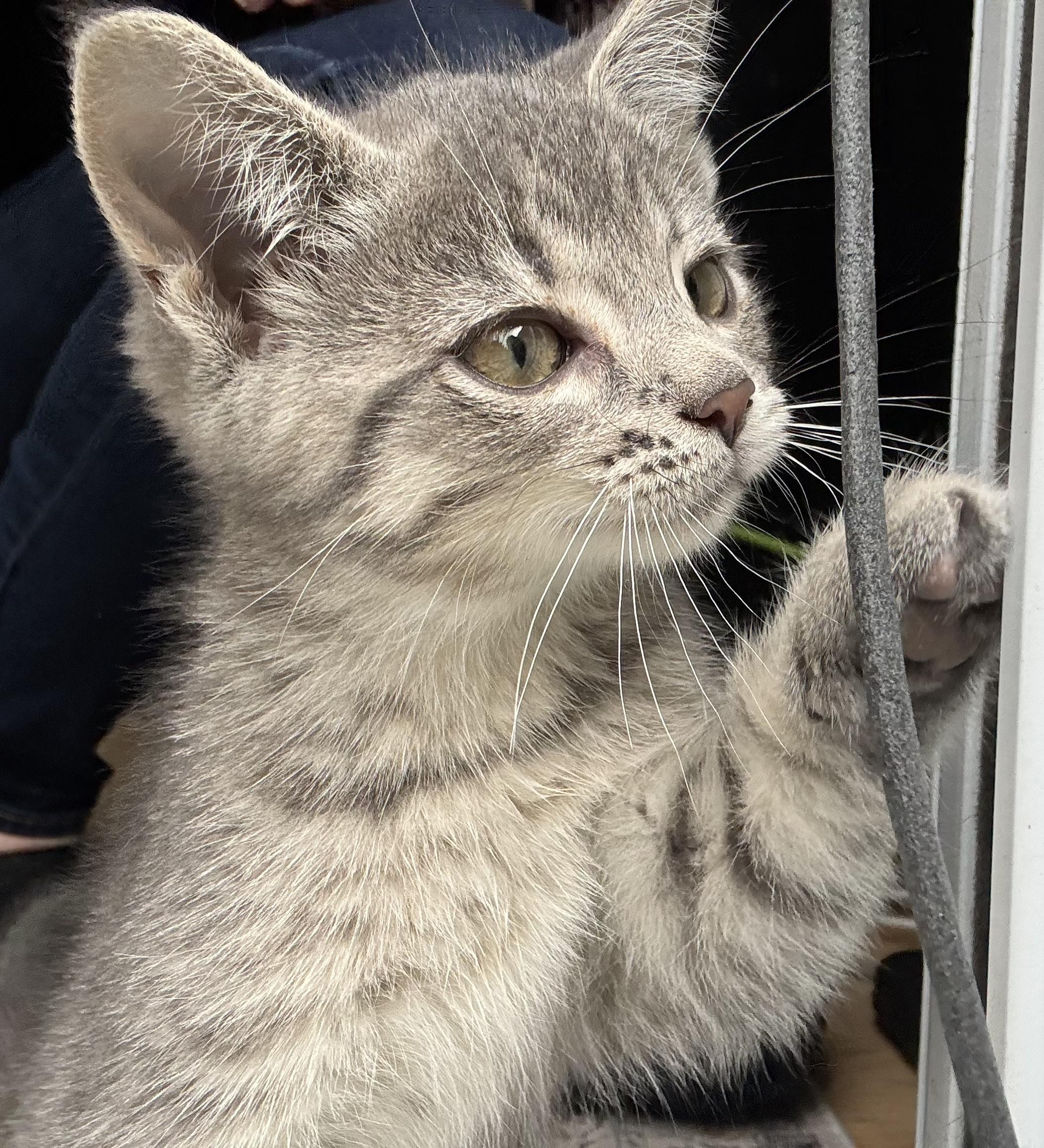 Pippin, a Adoptable Domestic Short Hair in Cornwall, ON image 1/6