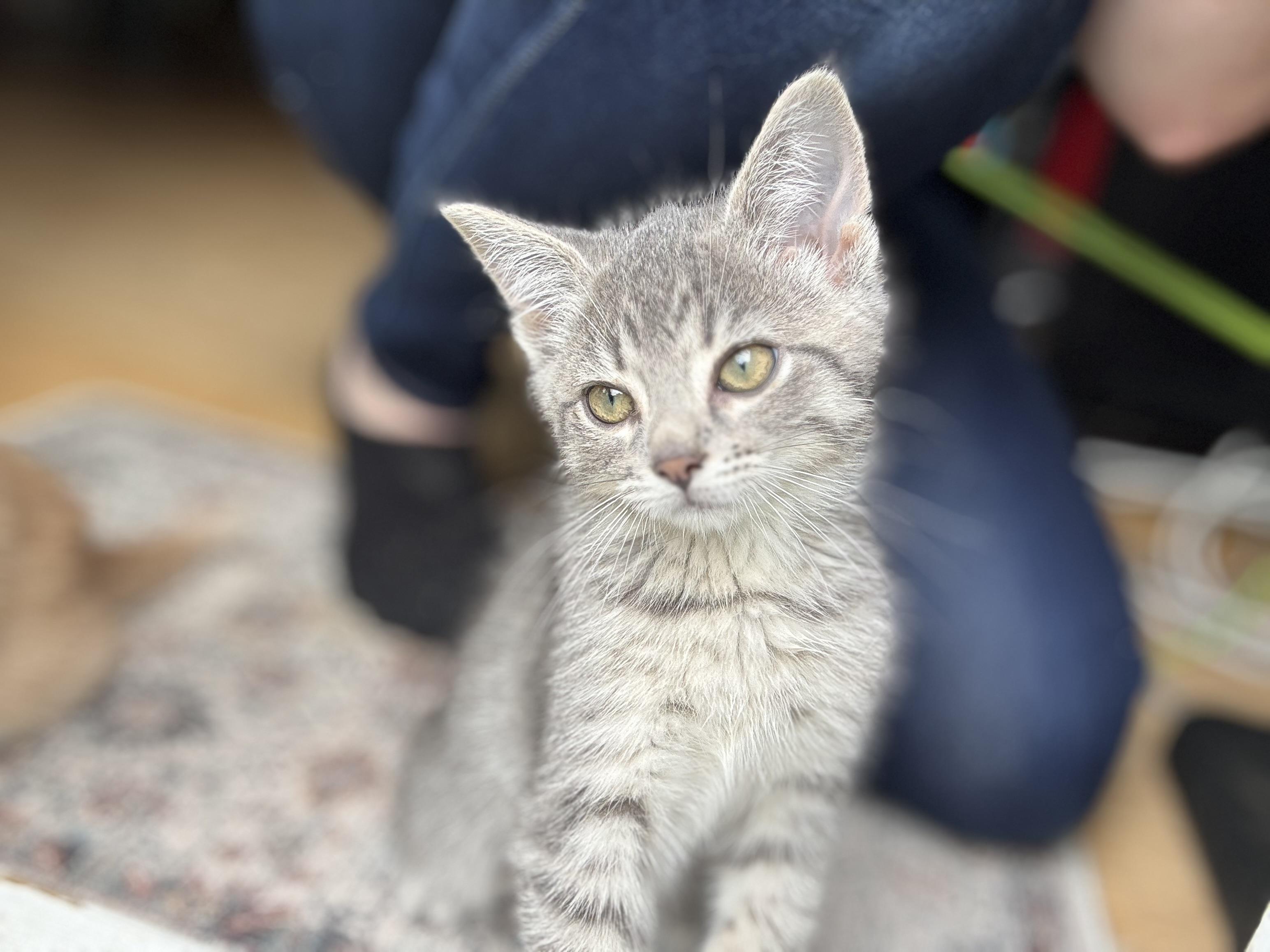 Pippin, a Adoptable Domestic Short Hair in Cornwall, ON image 5/6