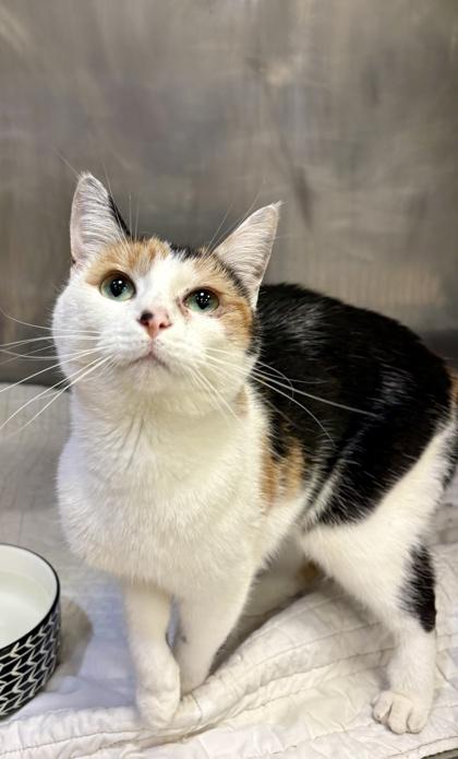 Elina , ADOPTABLE, Adult Female Domestic Short Hair.
