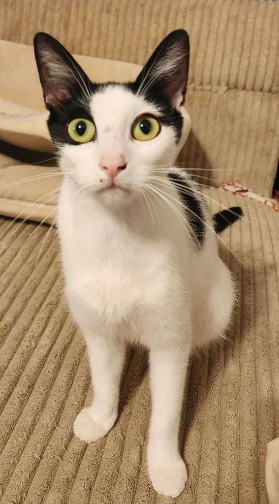 Enlarge Maggie, a Adoptable mixed breed in San Antonio, TX image 3/5