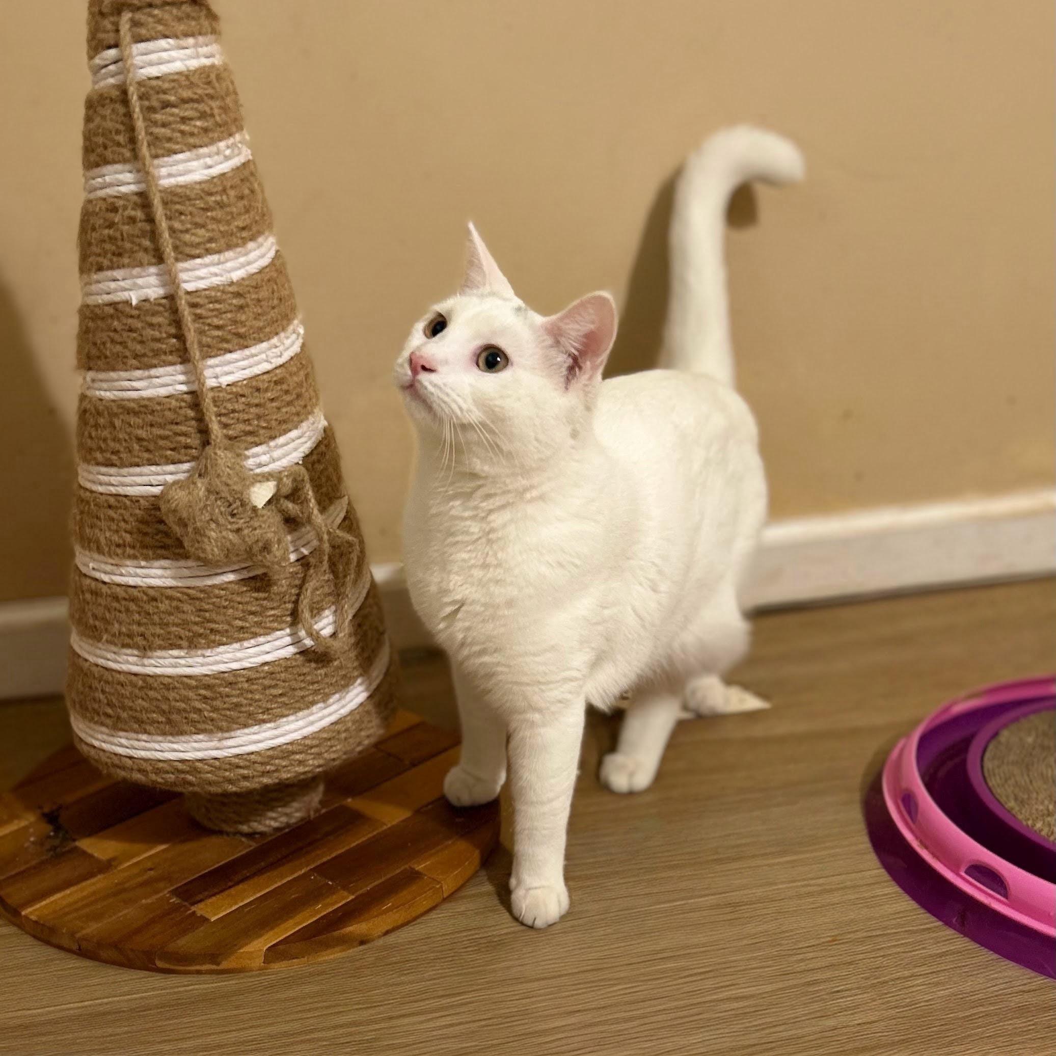 Meili, adoptable, Young Female Domestic Short Hair.