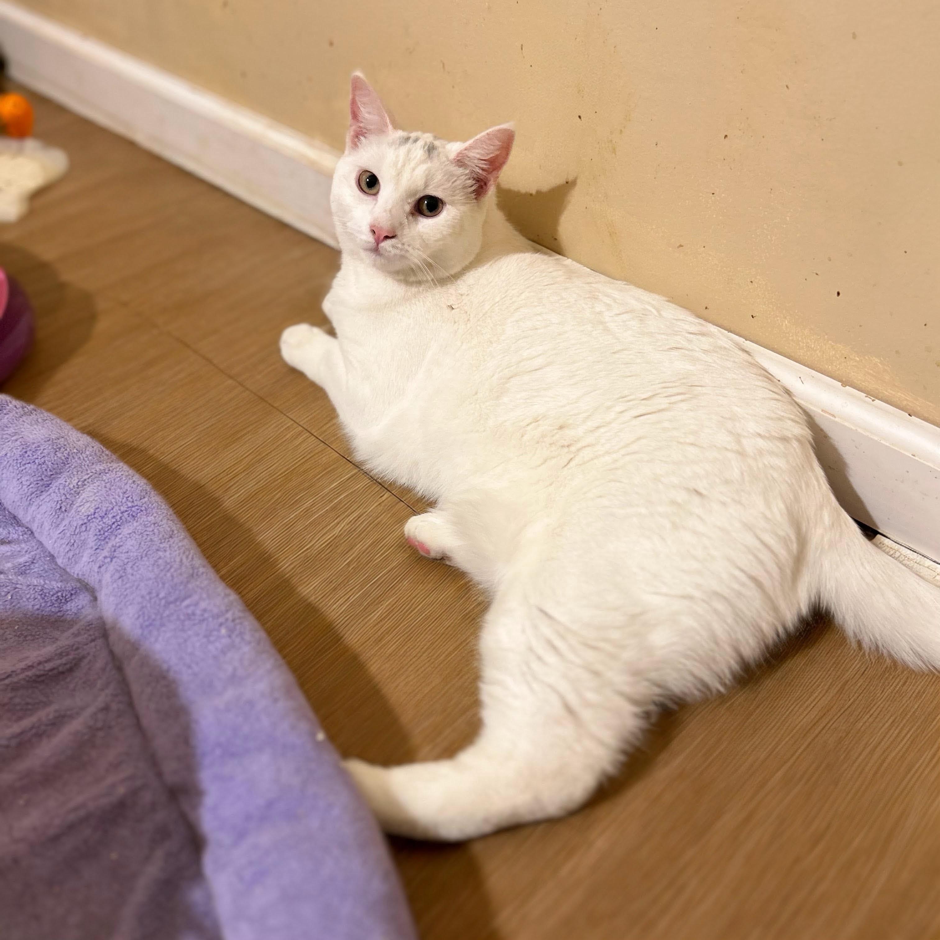 Meili, an adoptable Domestic Short Hair in Norwalk, CT image 3/5