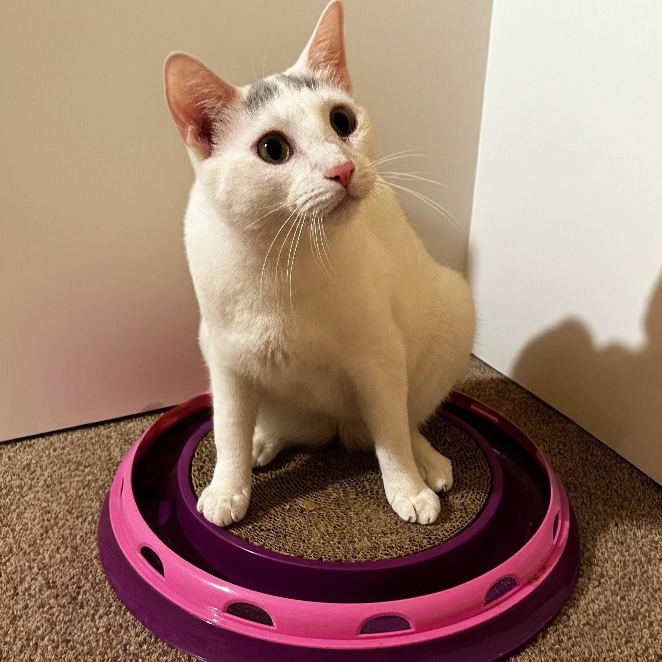 Meili, an adoptable Domestic Short Hair in Norwalk, CT image 4/5