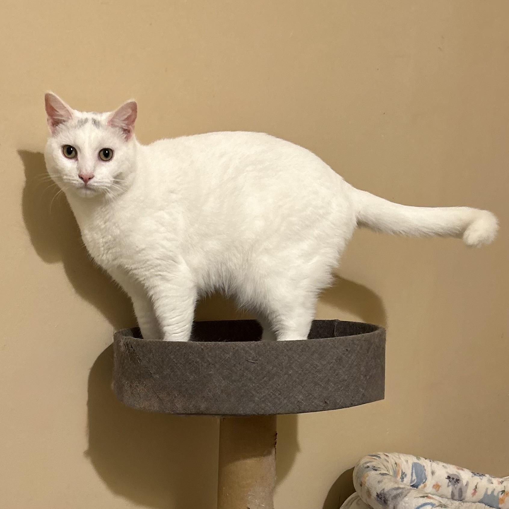 Meili, an adoptable Domestic Short Hair in Norwalk, CT image 5/5