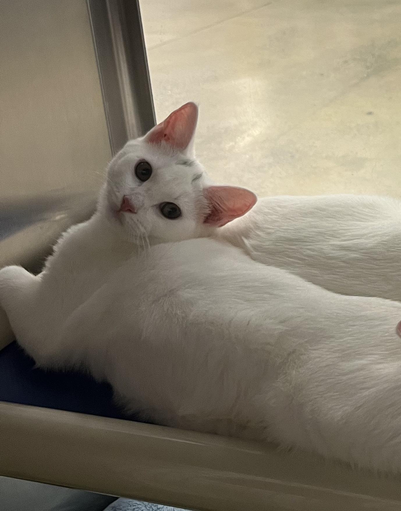 Meili, Adoptable, Kitten Female Domestic Short Hair.