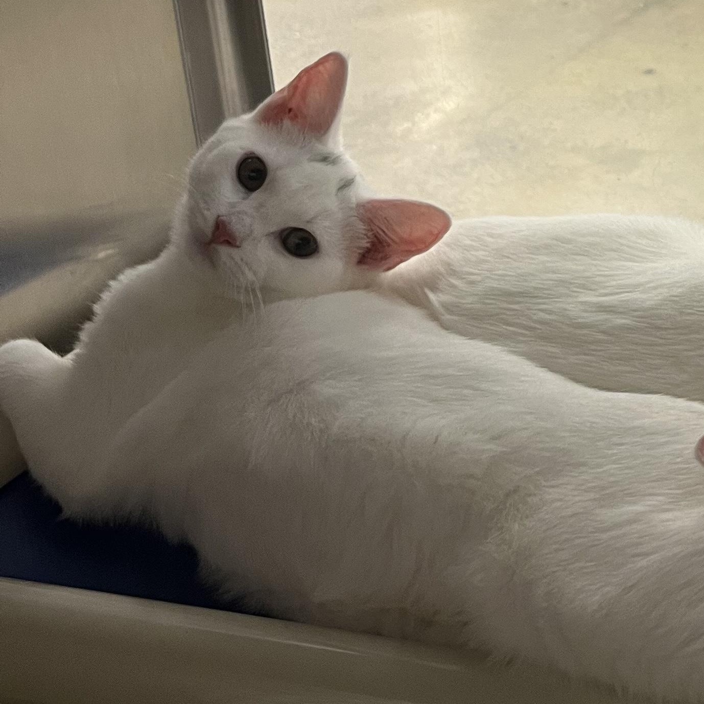 Meili, an adoptable Domestic Short Hair in Norwalk, CT image 2/5