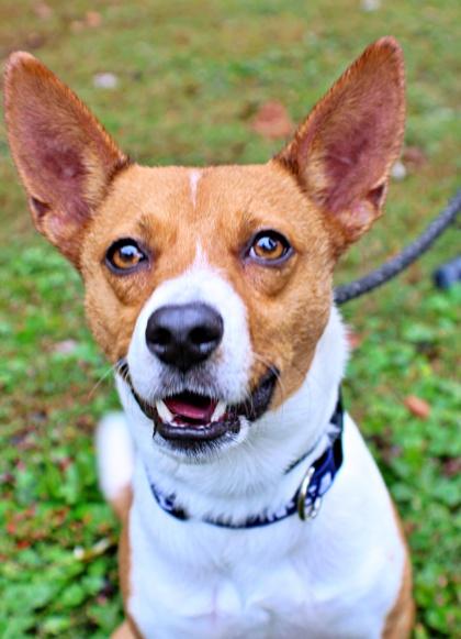Enlarge Swiper, a Adoptable mixed breed in Morton Grove, IL image 1/2