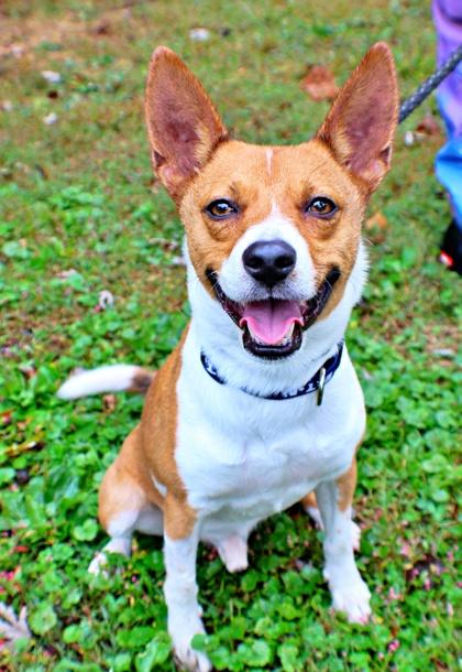 Enlarge Swiper, a Adoptable mixed breed in Morton Grove, IL image 2/2