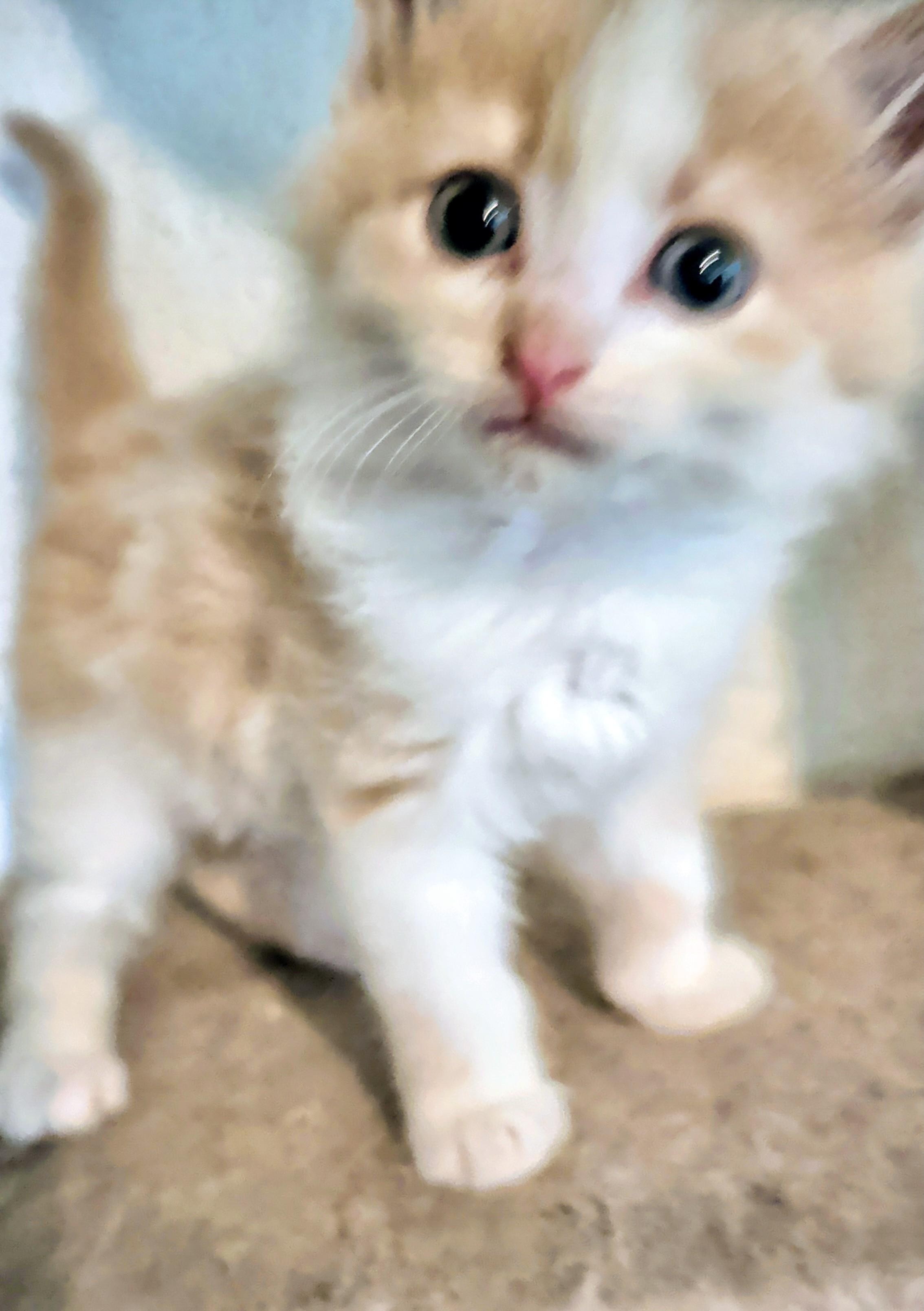 Lance, a Adoptable mixed breed in Brainerd, MN image 2/4