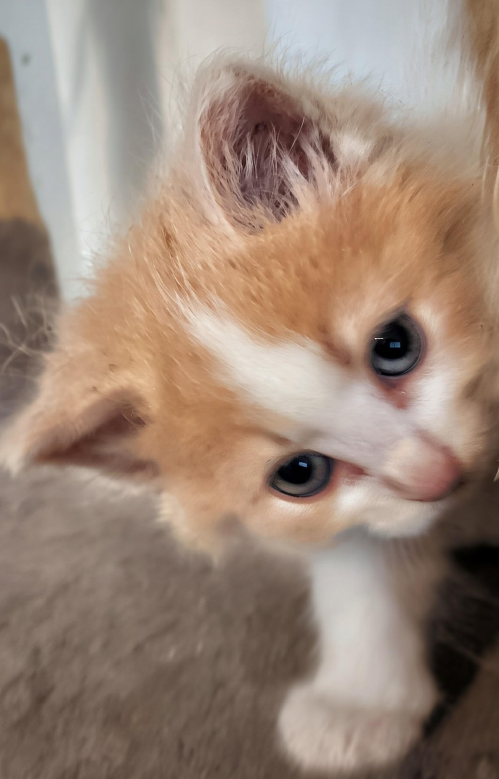Lance, Adoptable, Kitten Male Domestic Long Hair.