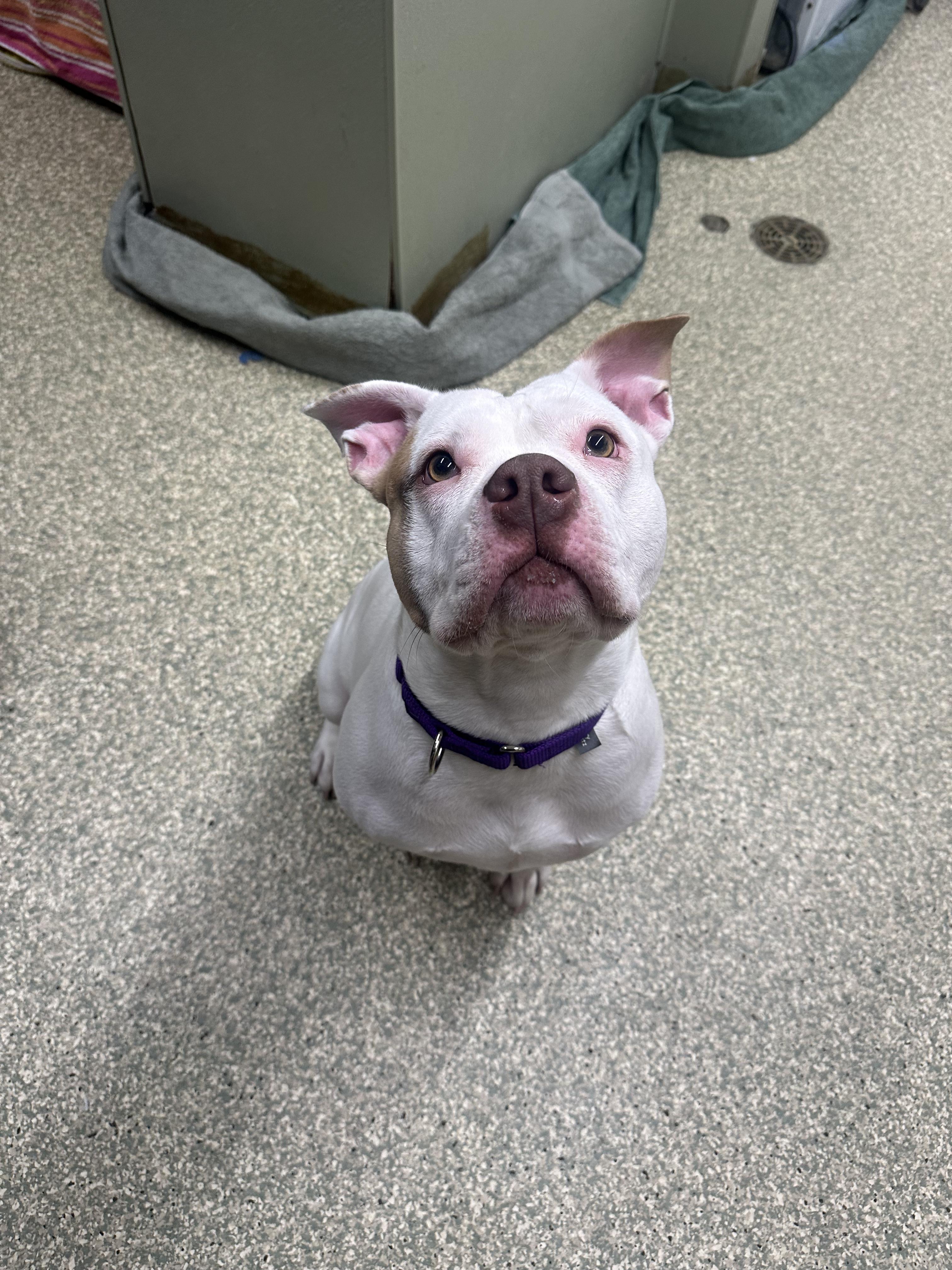 Enlarge Kali, a ADOPTABLE mixed breed in Warwick, RI image 3/3