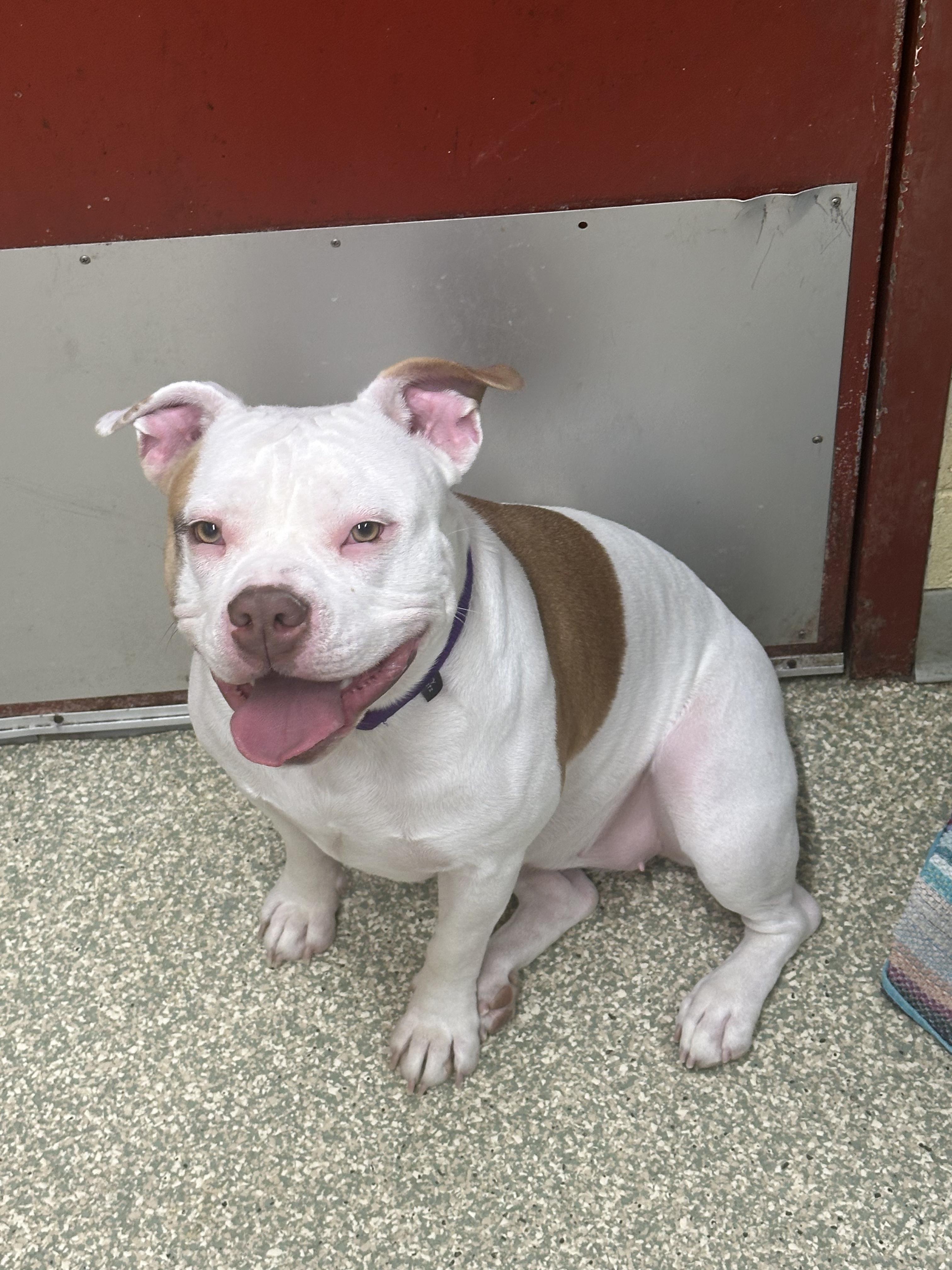 Kali, ADOPTABLE, Adult Female American Staffordshire Terrier & American Bully.