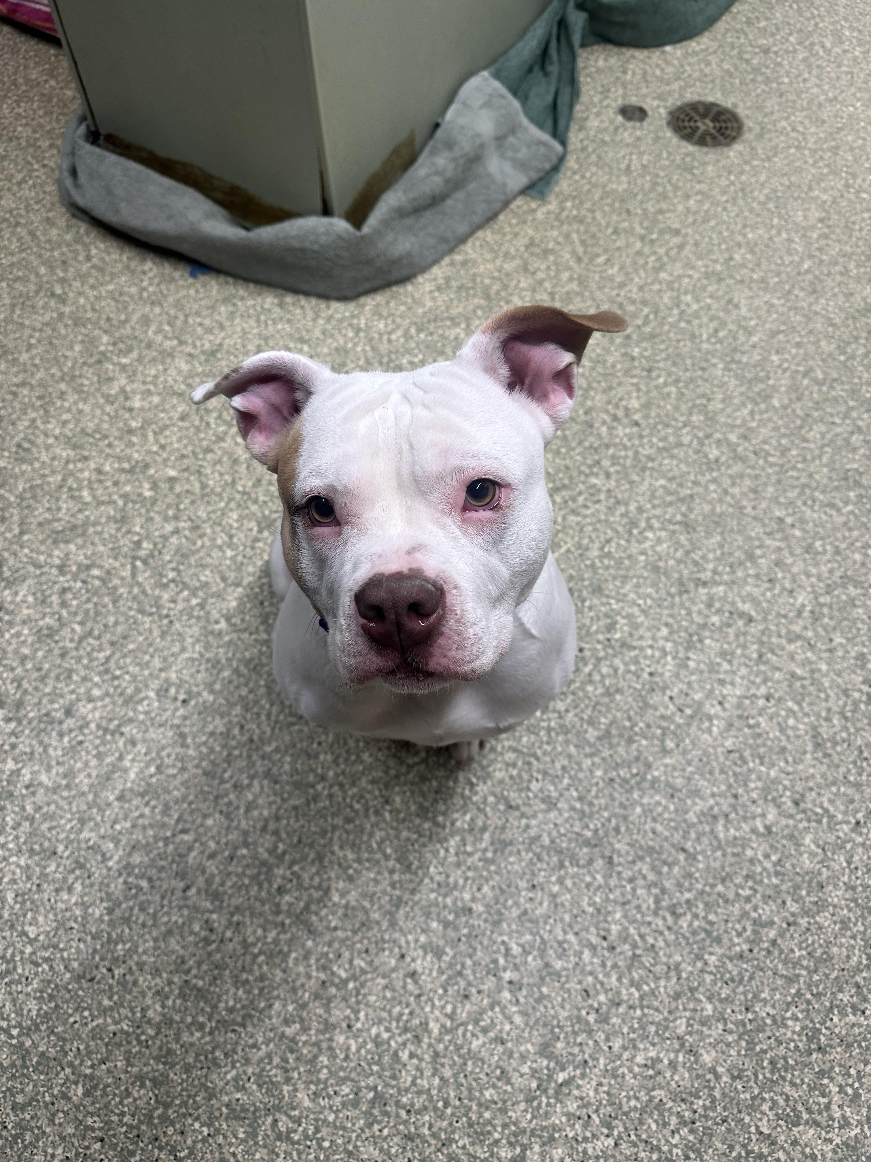 Enlarge Kali, a ADOPTABLE mixed breed in Warwick, RI image 2/3