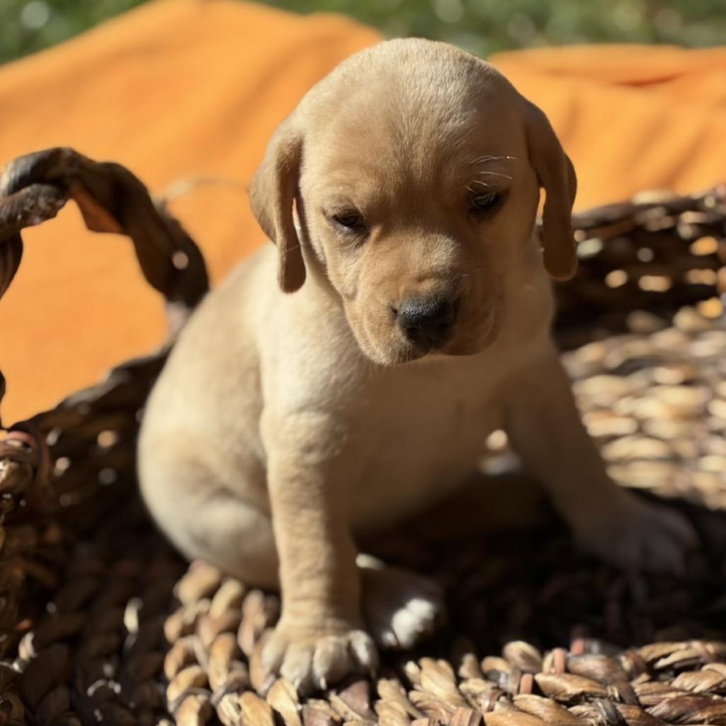 Ninja, Adoptable, Puppy Male Retriever.
