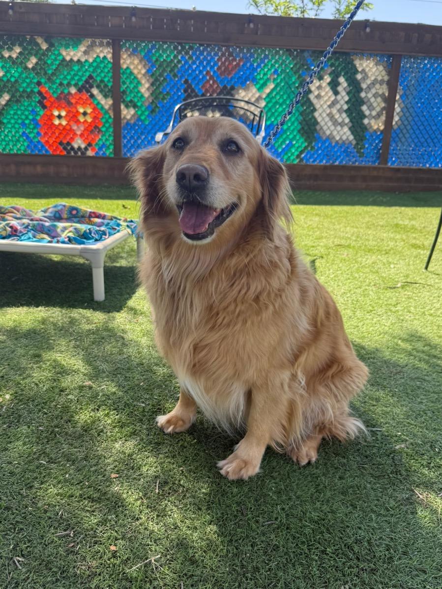 Enlarge Penny, an adopted Golden Retriever in Temecula, CA image 1/1
