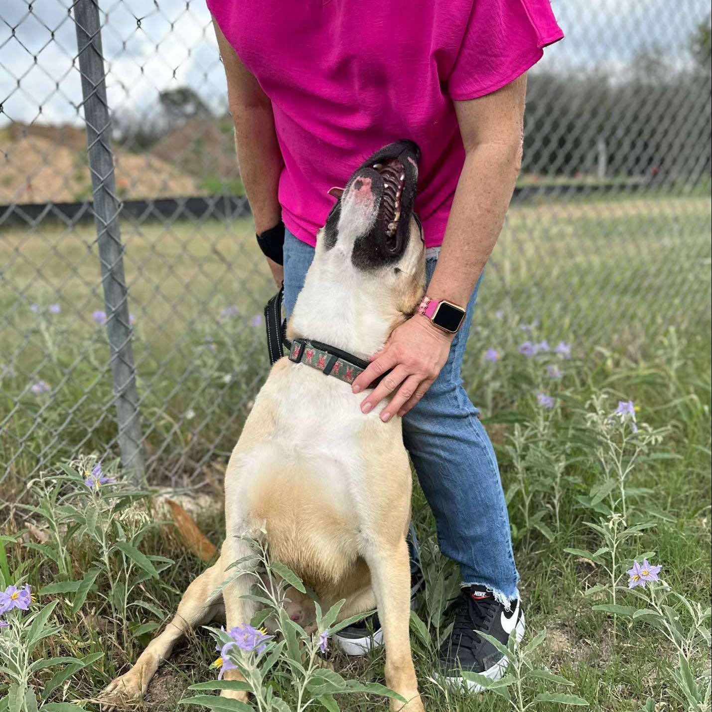 Bear - urgent Foster needed