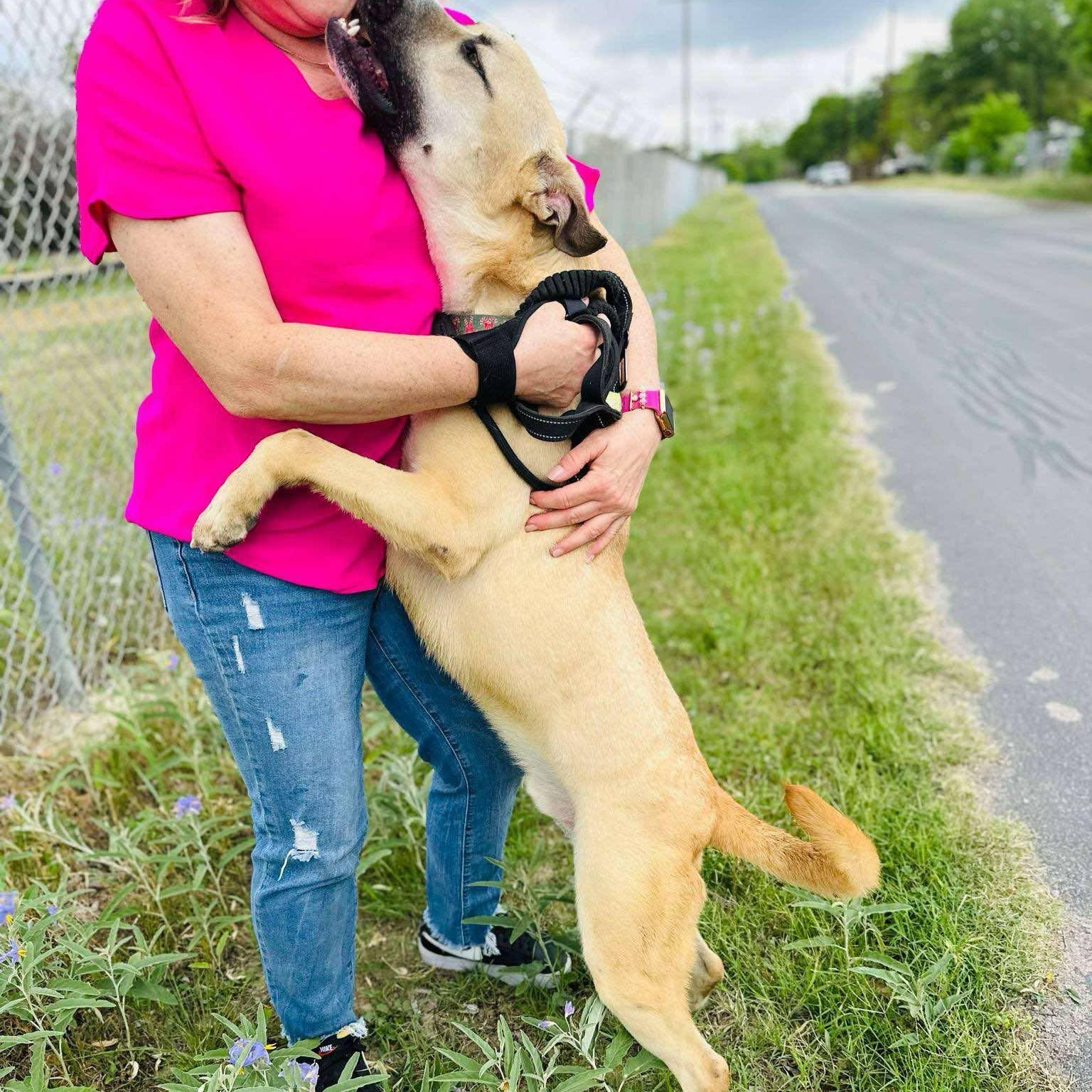 Bear - urgent Foster needed