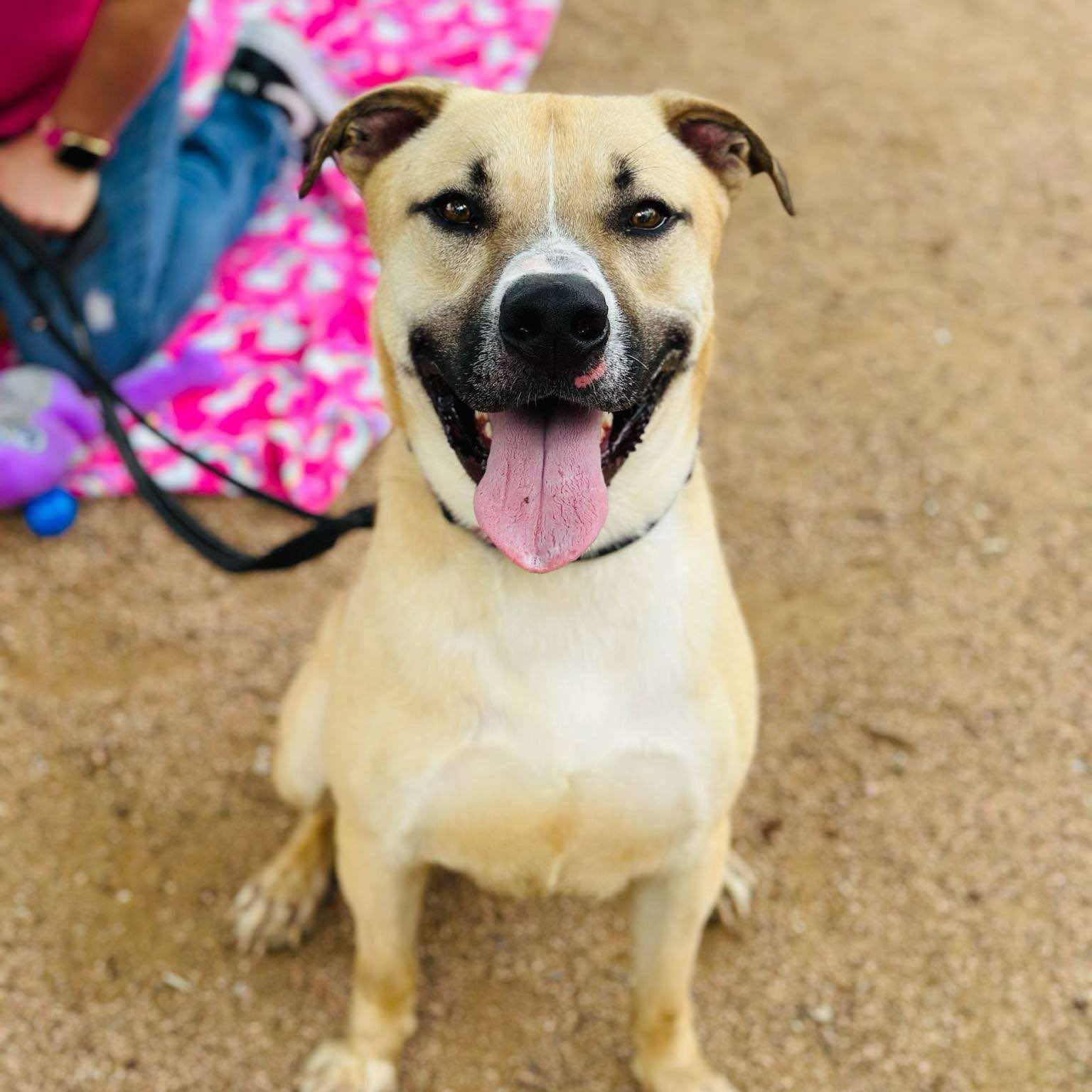 Bear - urgent Foster needed