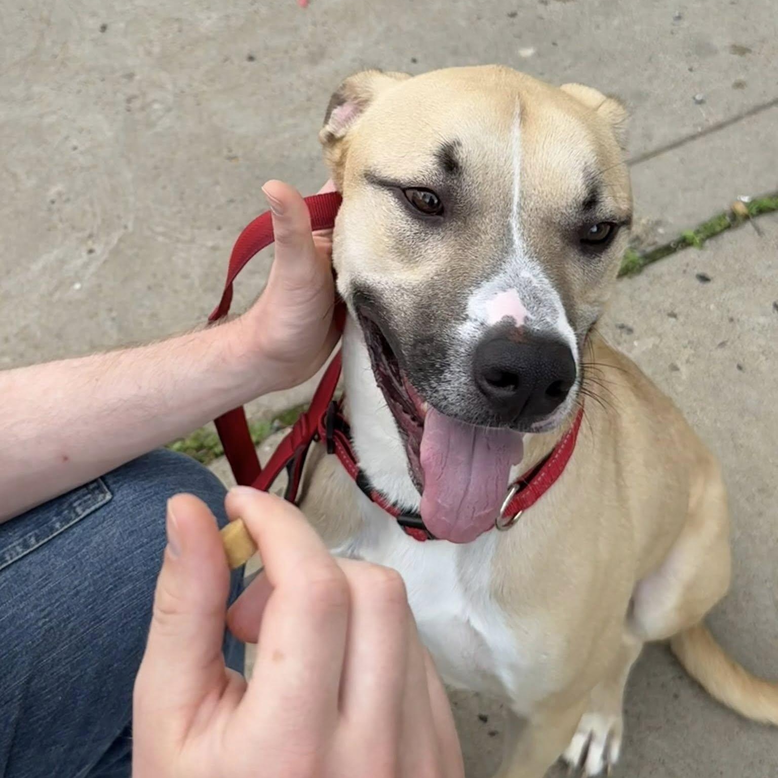 Bear (foster or adopter), a Adoptable mixed breed in Coraopolis, PA image 4/6
