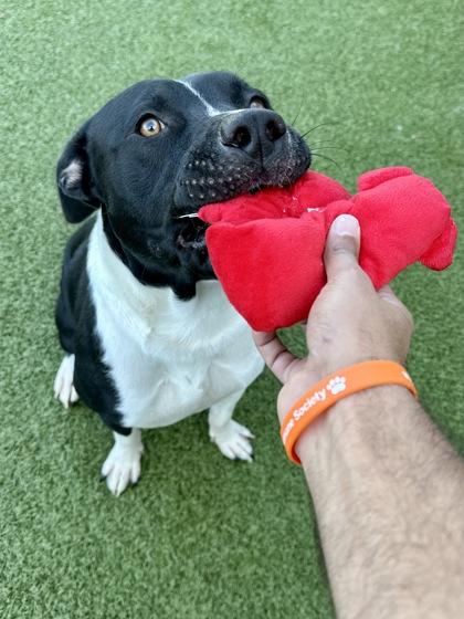 Enlarge Prince, a Adoptable mixed breed in Wichita, KS image 2/4