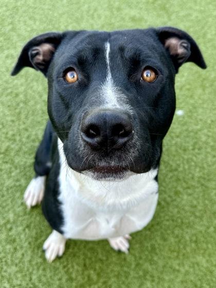 Enlarge Prince, a Adoptable mixed breed in Wichita, KS image 3/4