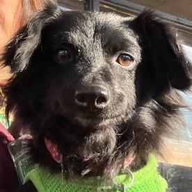 Enlarge Blackie, a Adoptable Mixed Breed in Sonoma, CA image 1/4