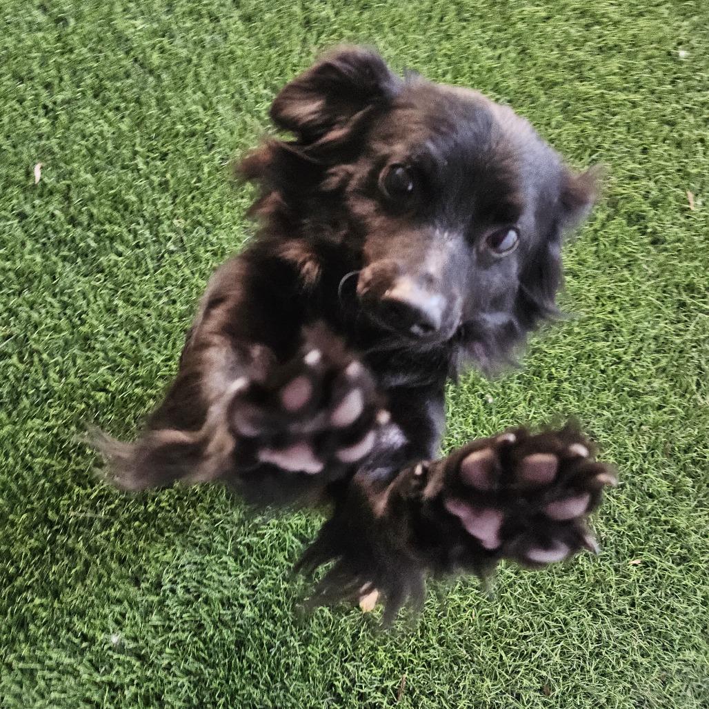 Enlarge Blackie, a Adoptable Mixed Breed in Sonoma, CA image 3/4