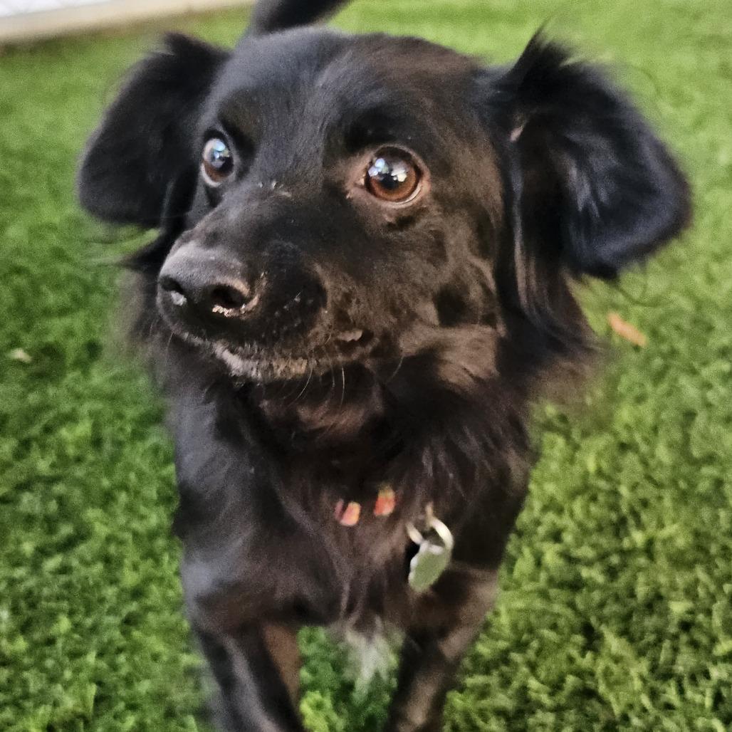 Enlarge Blackie, a Adoptable Mixed Breed in Sonoma, CA image 4/4