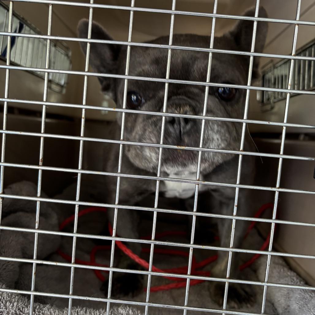 Orca — thumbnail 2