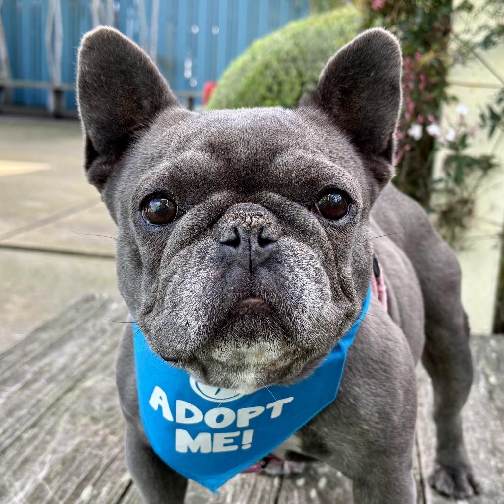 Orca — thumbnail 3